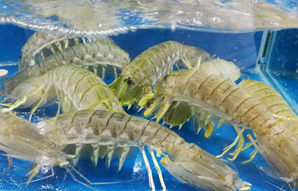 海鲜怎么进口报关？有哪些注意事项？